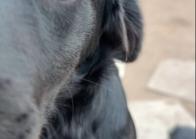 gorod cobak dogs ukraine