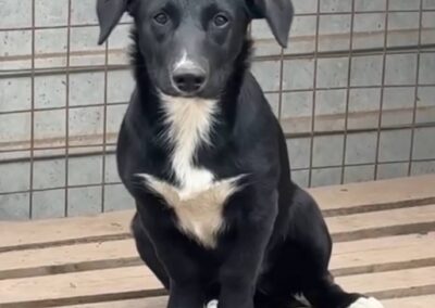 gorod cobak dogs ukraine