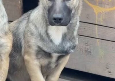 gorod cobak dogs ukraine