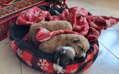 Bring Hope Back to Palestine’s Animals: Bethlehem’s Cats and Dogs Need Food and Care