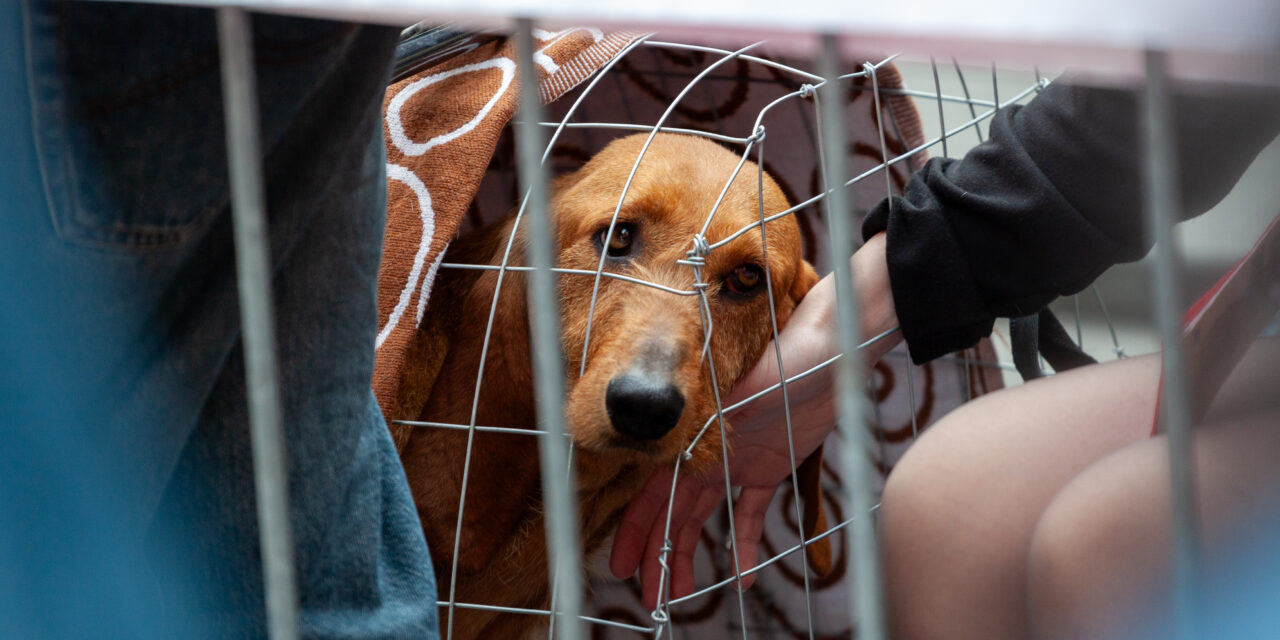 Coalition for Cruelty-Free Africa, OIPA’s Member League Calls for An End to the Dog and Cat Meat Trade