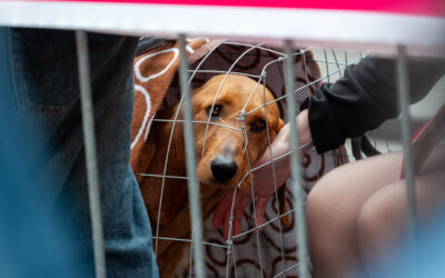 Coalition for Cruelty-Free Africa, OIPA’s Member League Calls for An End to the Dog and Cat Meat Trade