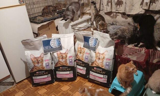 A gift for cats of Ukraine: “Life” Foundation in Cherkasy has received 56 kg of food