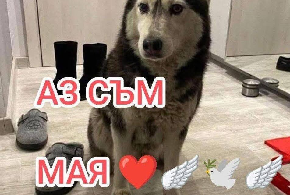 Deliberate killing of a community dog in Sofia, Bulgaria
