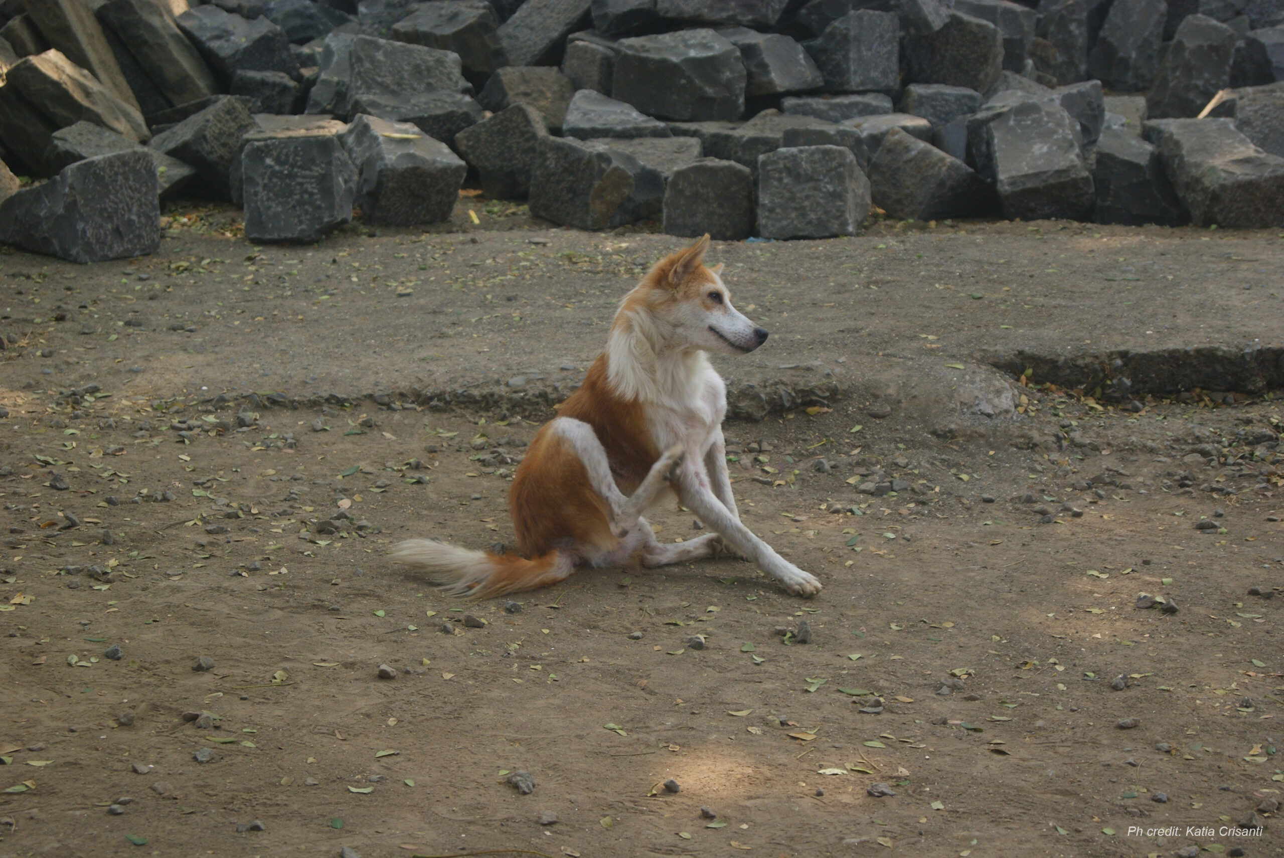 SONY DSC yulin festival
