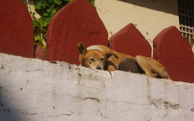 Stray dogs in India are in big danger