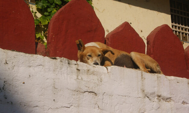 Stray dogs in India are in big danger
