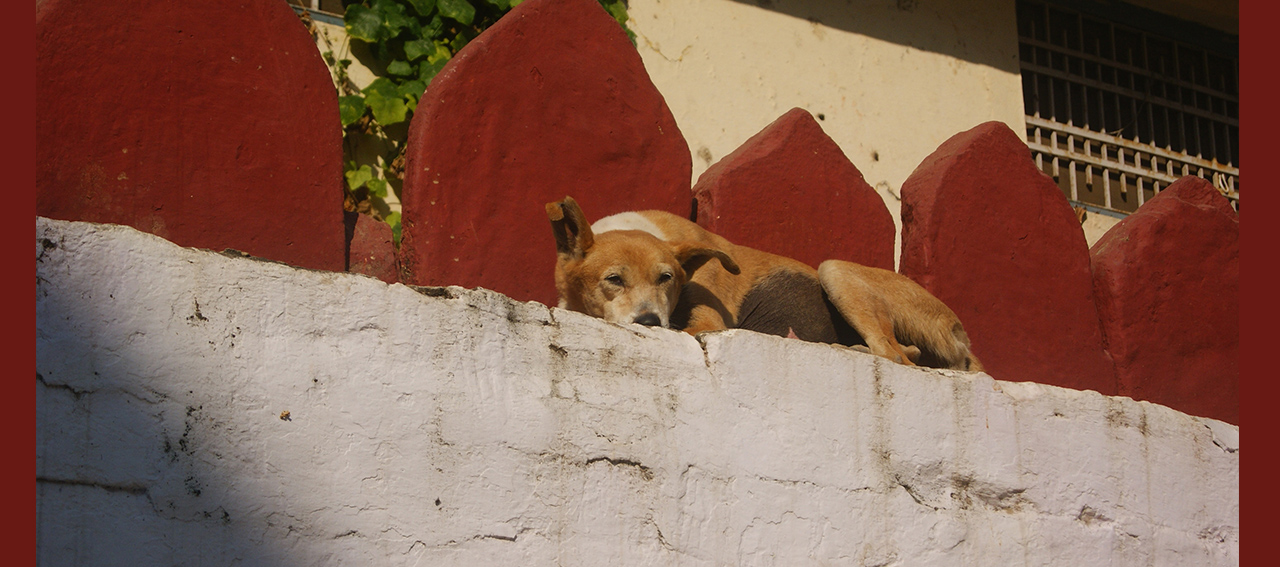 Stray dogs in India are in big danger