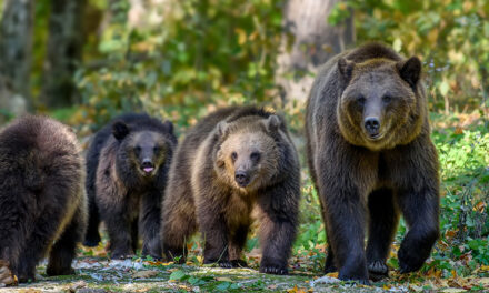 Emergency in Romania: Immediate culling of brown bears