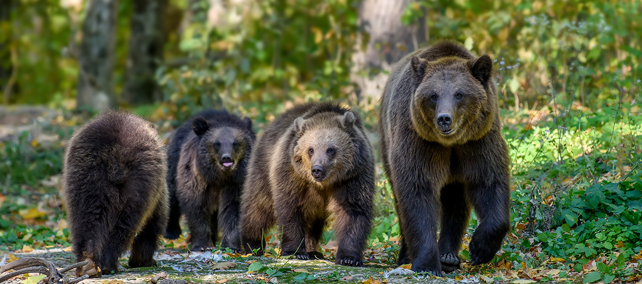 Emergency in Romania: Immediate culling of brown bears