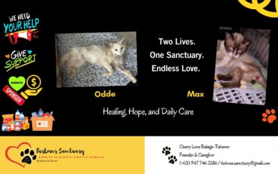 FurLover Sanctuary in the Philippines