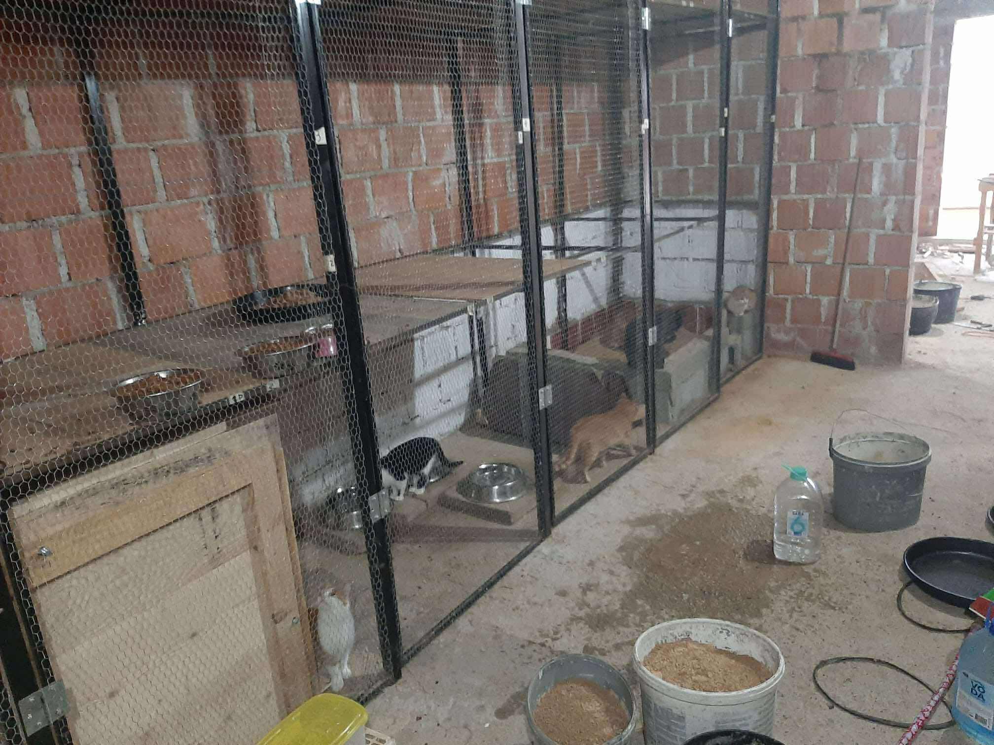 cat Ukraine