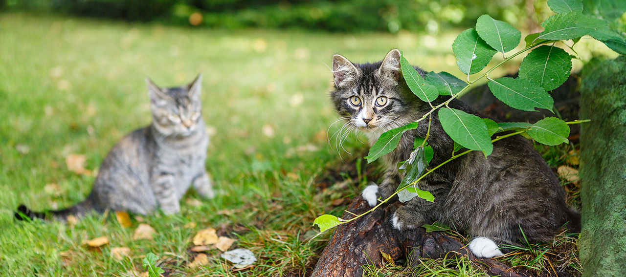 New Zealand has announced plans to eradicate feral cats by 2050