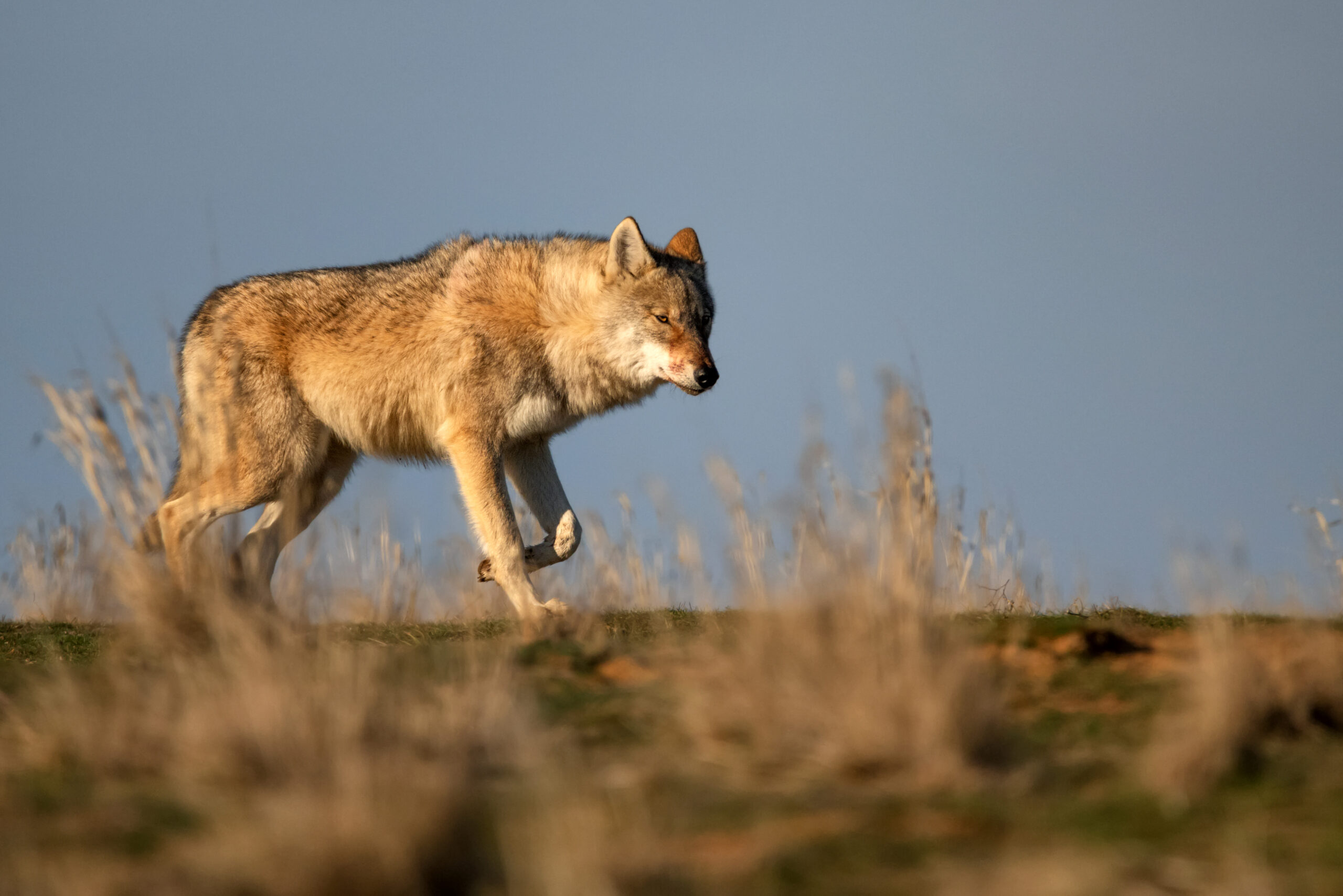 Eurasian wolf or Canis lupus lupus walks in steppe Yulin Festival
