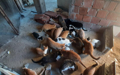 Donations for Wagwag