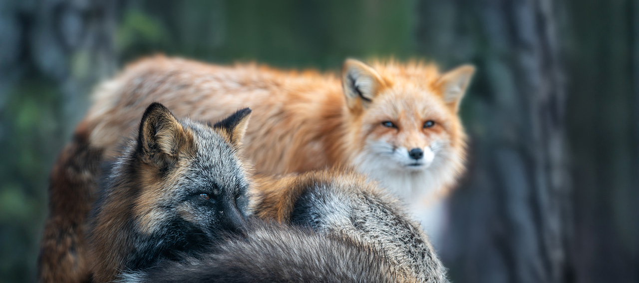 Animal farming for fur banned in Poland