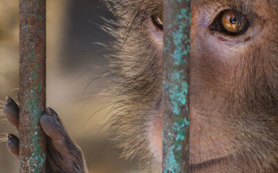 Alarm at Palić Zoo, Serbia: Complaints, Criticism, and Public Protest
