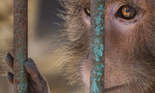 Alarm at Palić Zoo, Serbia: Complaints, Criticism, and Public Protest