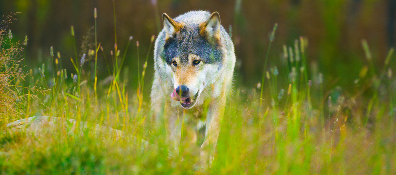 NGO call on Member States to not lower the protection status of the wolf