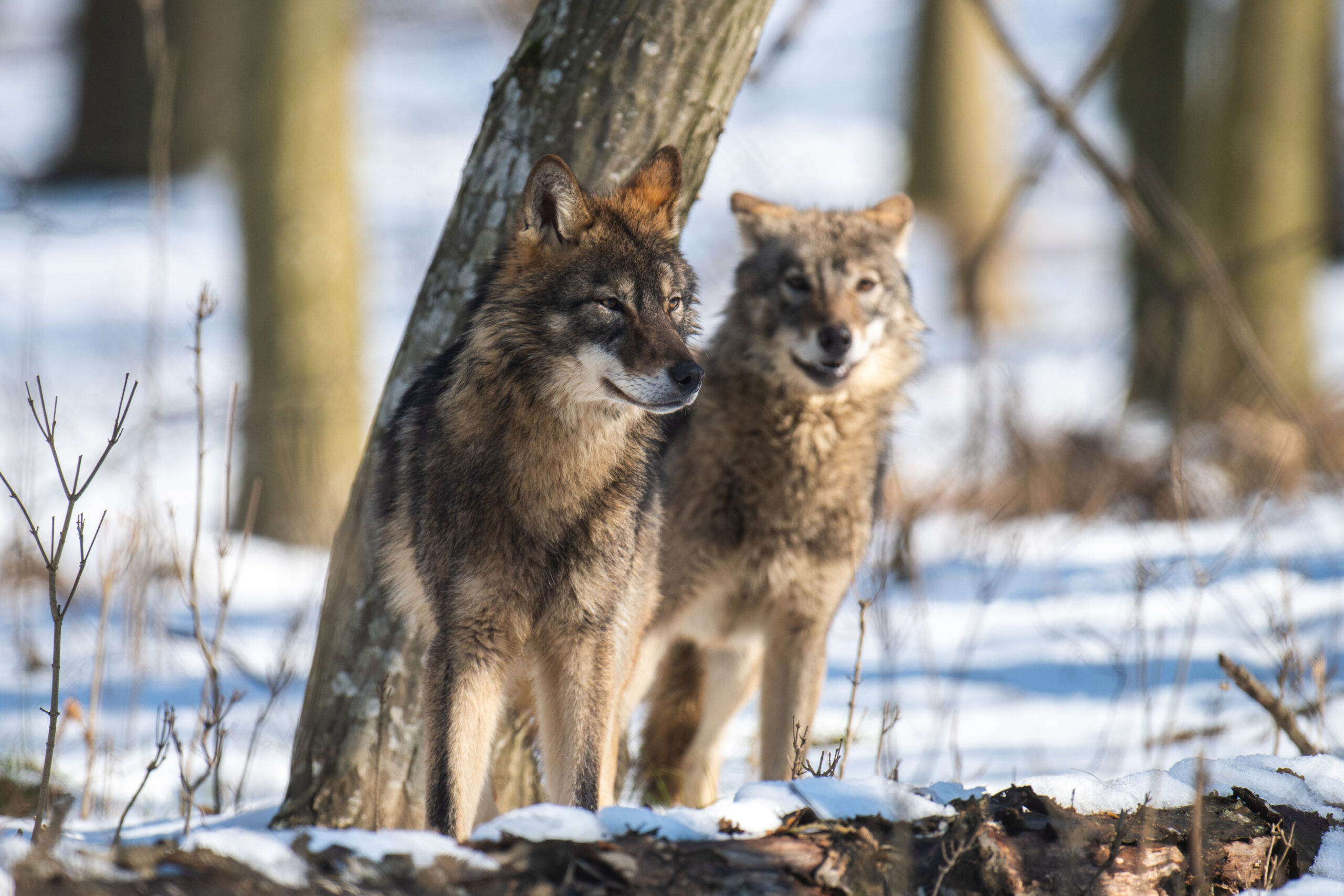 Wolf in the forest up close. Wild animal in the natural habitat Yulin Festival