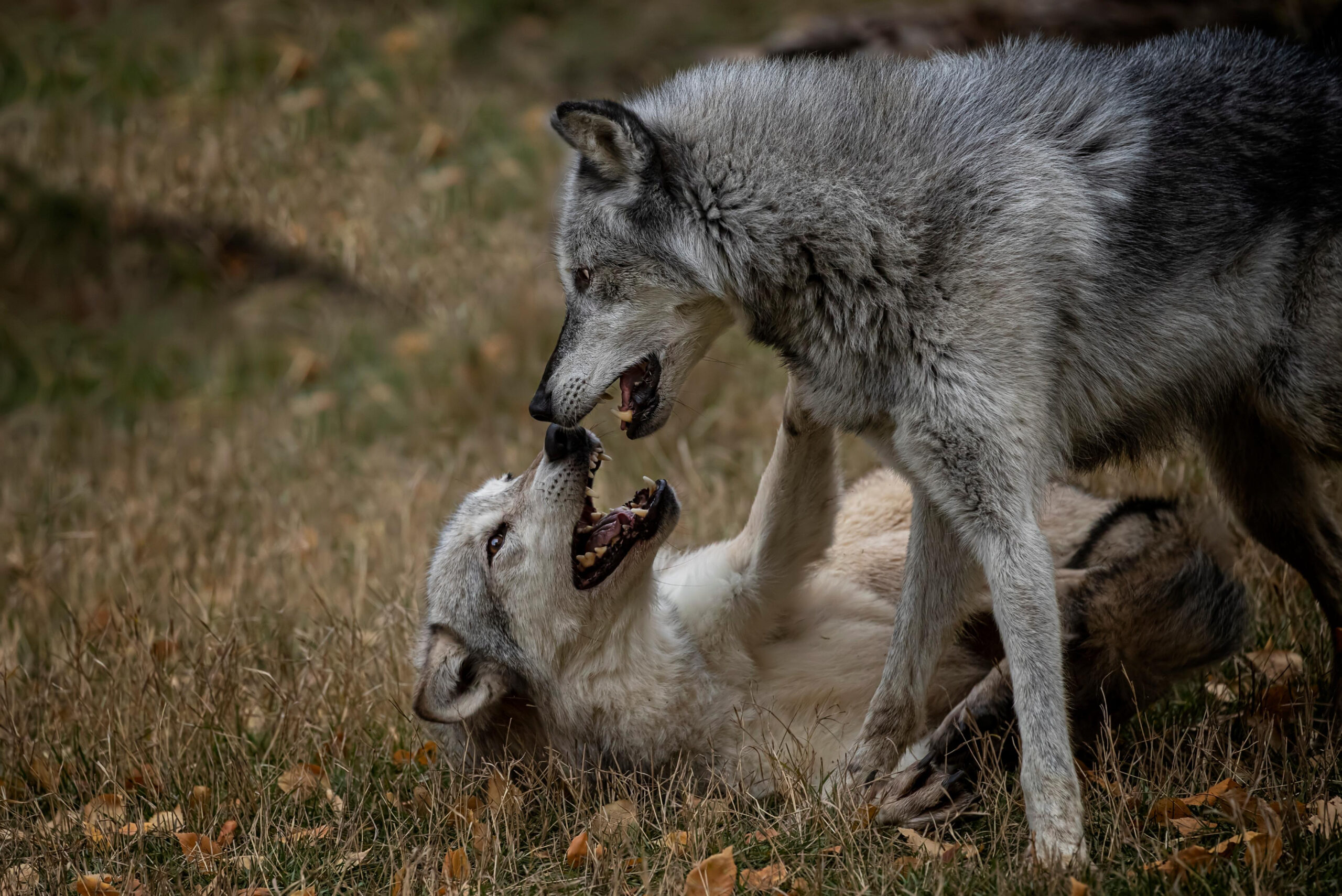 wolf pack. a pack of wolves. wolf pack in forest yulin festival