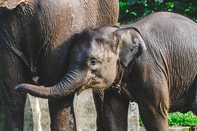 Indonesia Ends Elephant Rides: A Landmark Victory for Animal Welfare