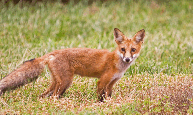 Challenging outdated views of wildlife to protect Red Foxes