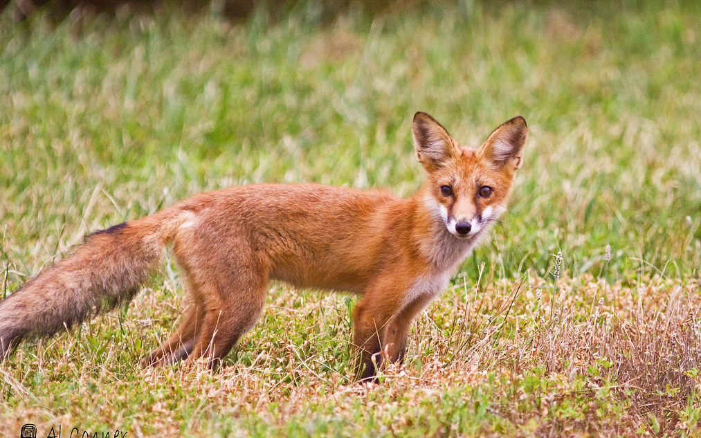 Challenging outdated views of wildlife to protect Red Foxes