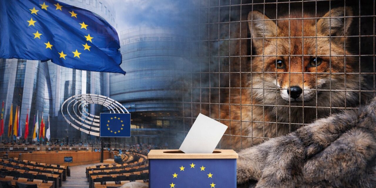 Fur Free Europe: A Crucial Moment for the Future of Fur Farming in the EU