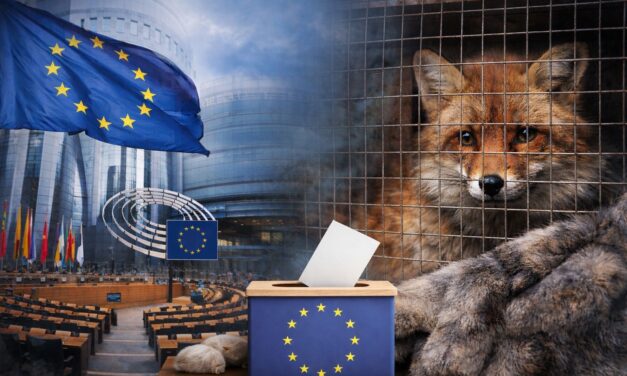 Fur Free Europe: A Crucial Moment for the Future of Fur Farming in the EU