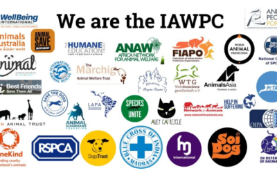 OIPA officially joins the IAWPC – International Coalition against the mass killing of dogs in Morocco ahead of the 2030 World Cup