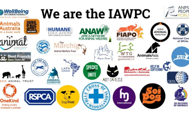 OIPA officially joins the IAWPC – International Coalition against the mass killing of dogs in Morocco ahead of the 2030 World Cup