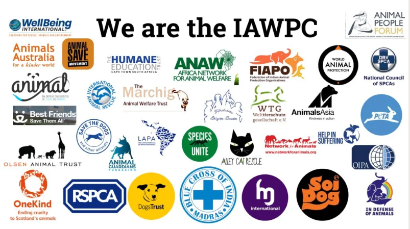 OIPA officially joins the IAWPC – International Coalition against the mass killing of dogs in Morocco ahead of the 2030 World Cup