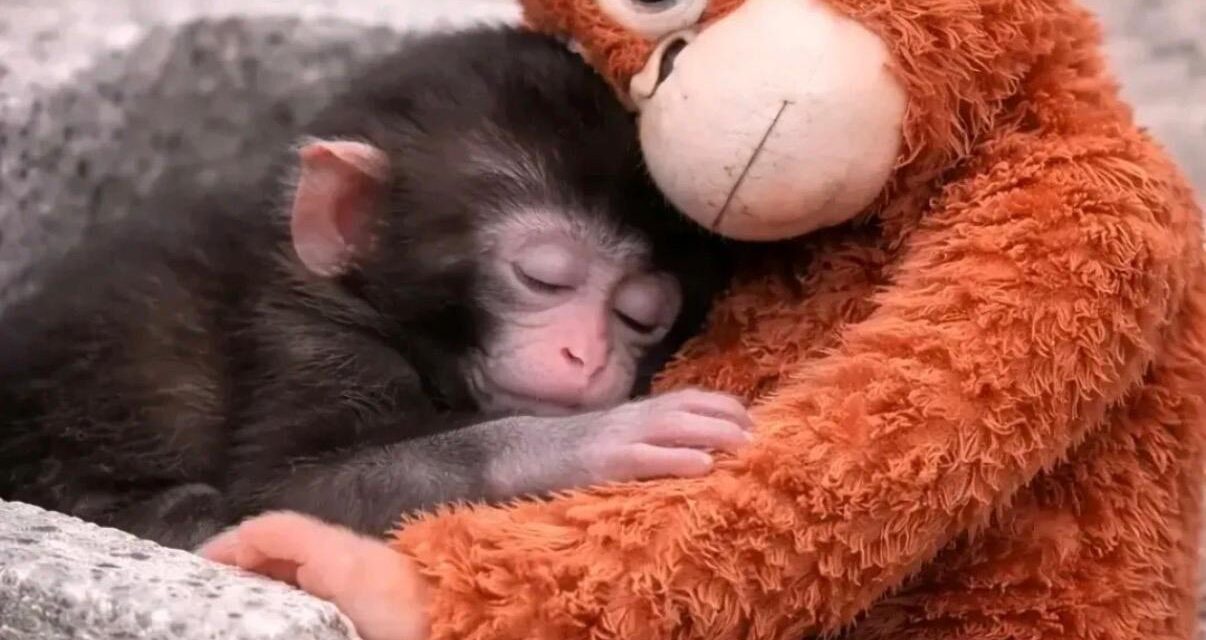 When Viral Fame Hides the Reality of Captivity: The Case of Punch the Monkey