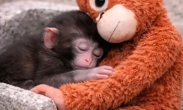 When Viral Fame Hides the Reality of Captivity: The Case of Punch the Monkey