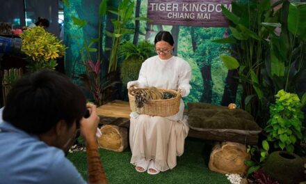 THAILAND: OVER 70 TIGERS DEAD – THE COST OF WILDLIFE EXPLOITATION