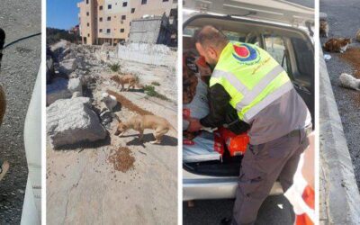Lebanon At War: Help Animals Trapped In The Boombings