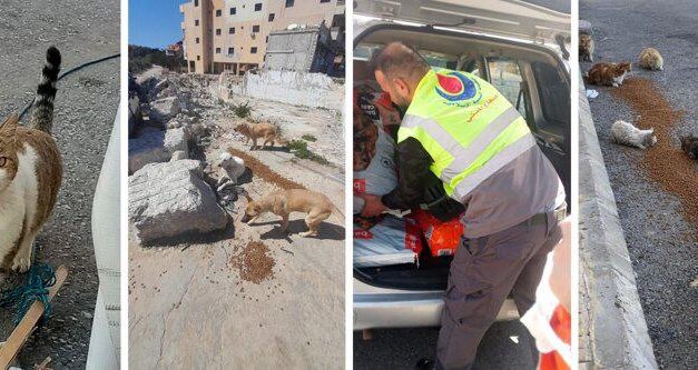 Lebanon At War: Help Animals Trapped In The Boombings