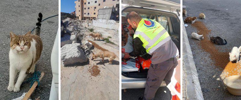 Lebanon At War: Help Animals Trapped In The Boombings