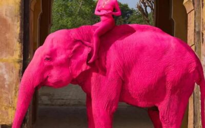 Justice for Chanchal – OIPA India initiates legal action against cruelty after elephant painted pink for photoshoot