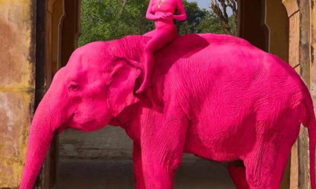 Justice for Chanchal – OIPA India initiates legal action against cruelty after elephant painted pink for photoshoot