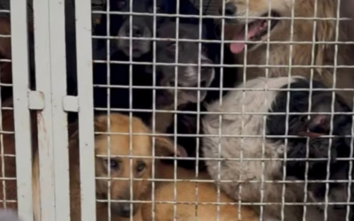 OIPA Sends Official Letter to Georgian Authorities and Embassies Over Stray Animal Concerns