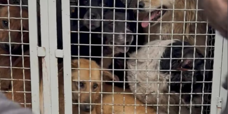 OIPA Sends Official Letter to Georgian Authorities and Embassies Over Stray Animal Concerns
