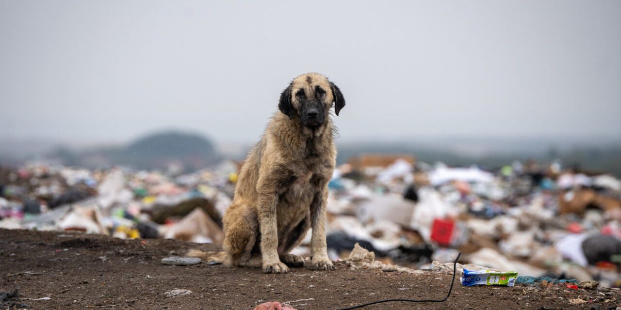 OIPA Submits a Formal Letter to the Government of Kazakhstan on Mass Killing and Extreme Violence Against Stray Animals