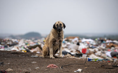 OIPA Submits a Formal Letter to the Government of Kazakhstan on Mass Killing and Extreme Violence Against Stray Animals