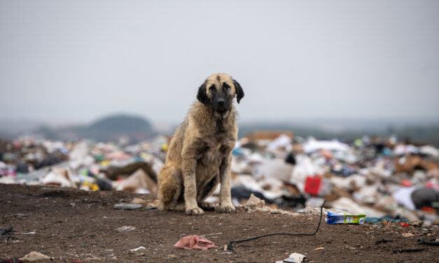 OIPA Submits a Formal Letter to the Government of Kazakhstan on Mass Killing and Extreme Violence Against Stray Animals