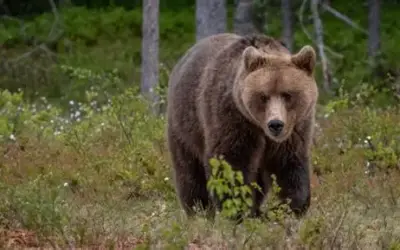 Italy: demonstration for bear Papillon, OIPA present at the protest outside Casteller