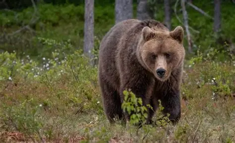 Italy: demonstration for bear Papillon, OIPA present at the protest outside Casteller