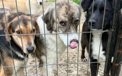 50 Dogs Are About to Lose Their Only Shelter in Albania