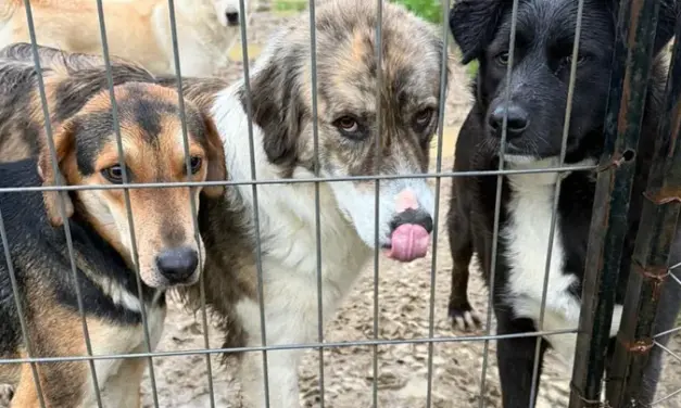 50 Dogs Are About to Lose Their Only Shelter in Albania